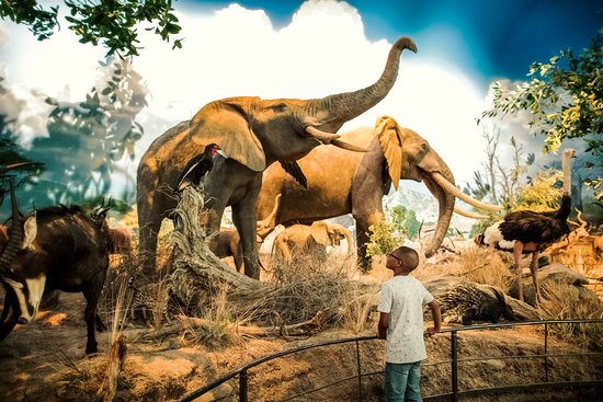 Johnny Morris’ Wonder of Wildlife National Museum and Aquarium in Springfield MO